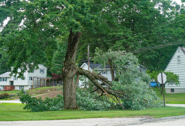 Leaf Removal in Big Rapids, MI