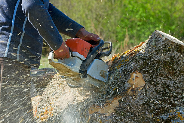 How Our Tree Care Process Works  in  Big Rapids, MI